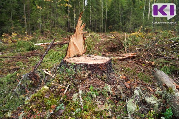 В Усть-Цилемском районе предприниматель незаконно вырубил на делянке 34 дерева

