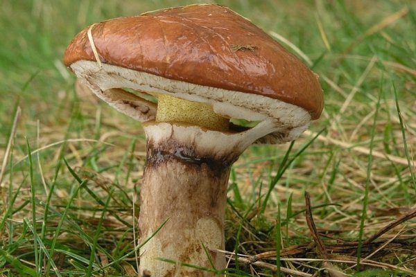 Первые грибы в Сыктывкаре собрали 15 июня 