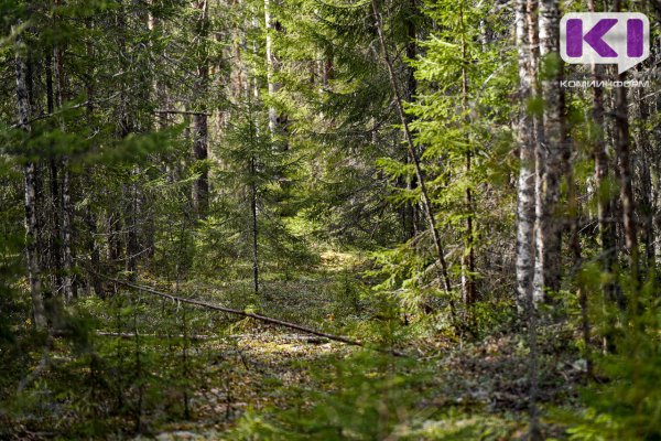 В Сыктывкаре в лесу потерялись 17-летние подростки 