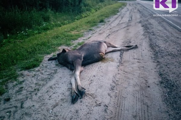 На трассе Сыктывкар-Ухта водитель микроавтобуса сбил лося