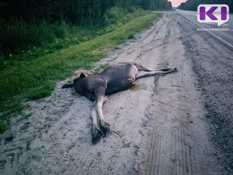 На трассе Сыктывкар-Киров водитель микроавтобуса сбил лося