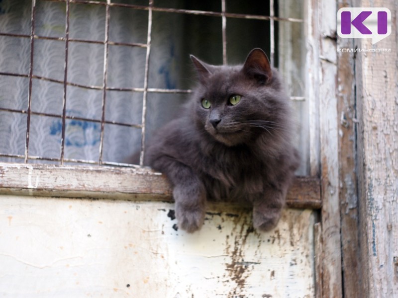 В Госдуме одобрили штрафы за несоблюдение требований к содержанию домашних животных