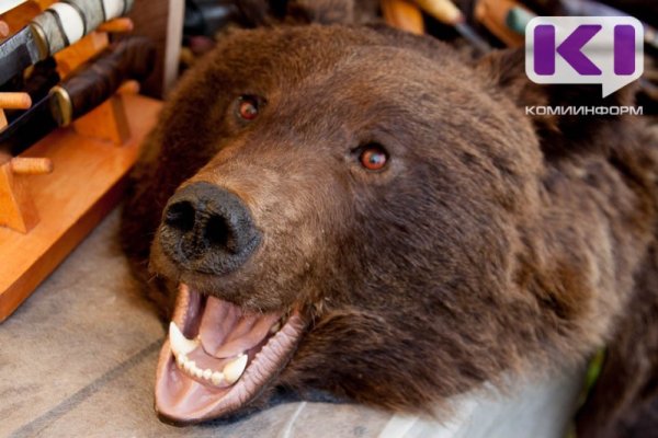 Выявлен второй случай трихинеллеза у медведей в Коми 