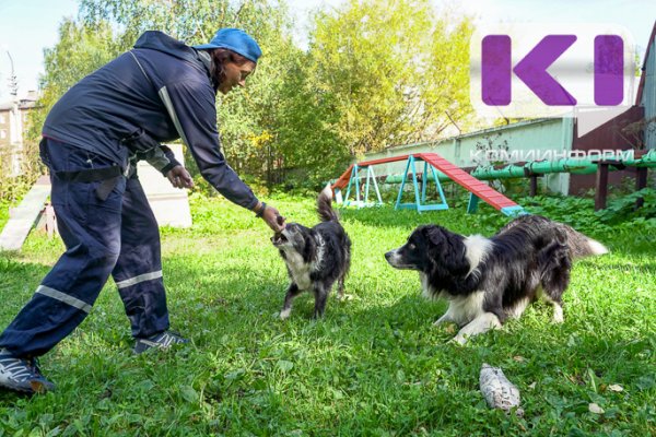 Пропавших в Усть-Куломском районе походников продолжат искать с собаками 