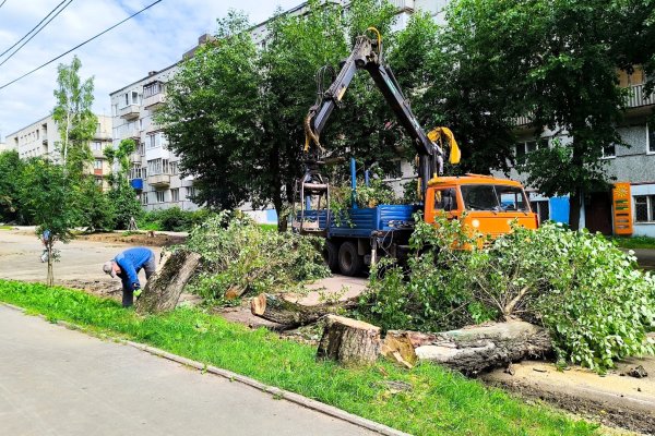 В рамках дорожной кампании в Сыктывкаре идет рубка аварийных деревьев