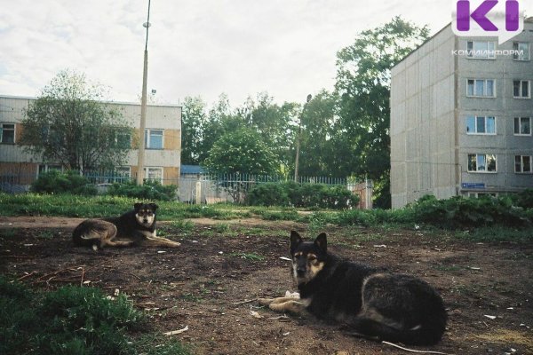 Зоозащитники в Вуктыле срезают собак с цепей и выламывают клетки в приюте 