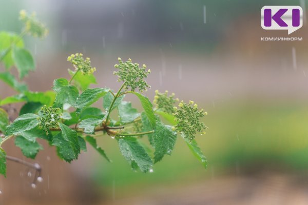Погода в Коми 6 августа: небольшой дождь, местами гроза, +16...+21°С