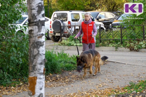 Сыктывкарцы поддерживают введение штрафов за выгул опасных собак без намордника