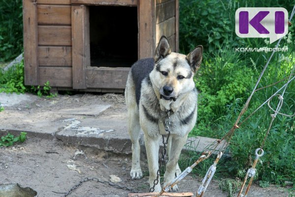 Житель Ижемского района избил двух собак, одну - до смерти