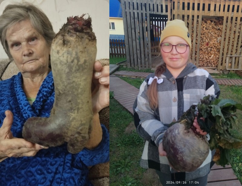 Жители Прилузья показали чудо урожай с огородов - выявлены победители  