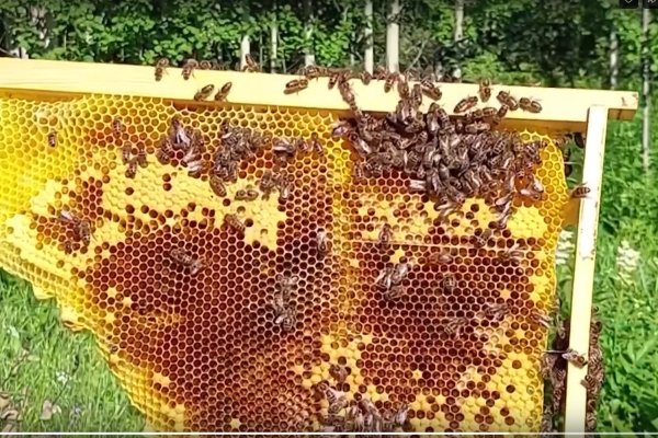 На самой северной пасеке Коми в этом году собрали 220 килограммов меда