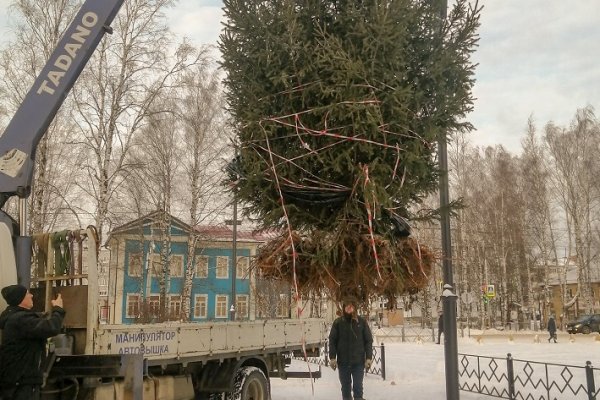 В Выльгорте под Новый год на площадь пересадили елку из леса 