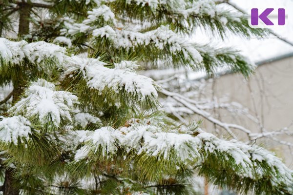 Погода в Коми 23 декабря: южный ветер, днем -2...-7°С