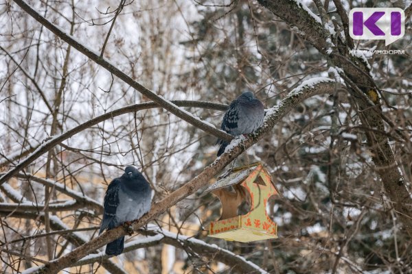 Погода в Коми 26 декабря: ночью -3...-8, днем -4...+1°С