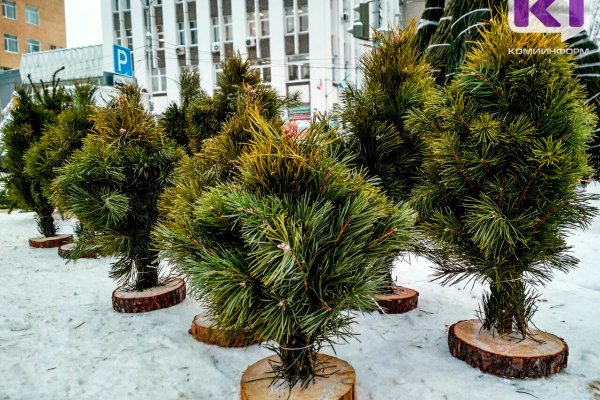 В Коми не выявили черных лесорубов в новогодние праздники 