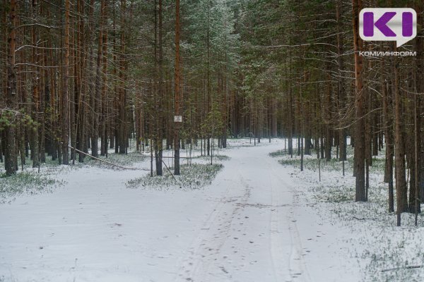 Жители дырносских дач под Сыктывкаром отбили собаку от волков 