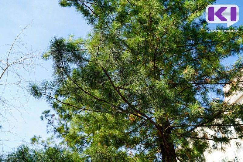 Прокуратура Коми направила в суд уголовное дело о незаконной рубке краснокнижных кедров в Печорском районе