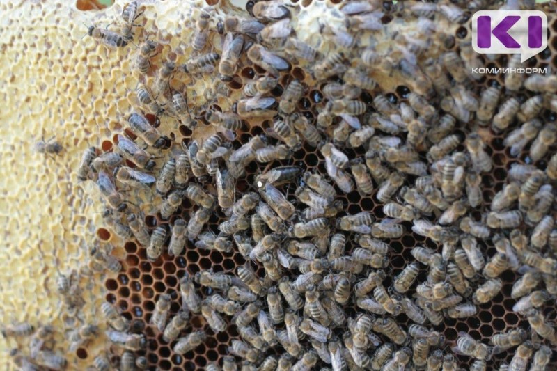 В Сыктывдине пчеловод взяла в аренду земельные участки за 1 рубль в год