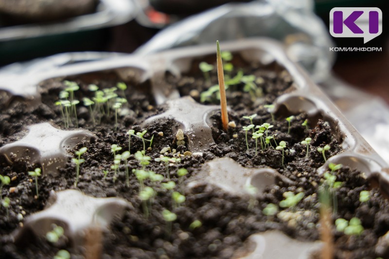 Шпаргалка от агрономов: когда сеять семена на рассаду в Коми