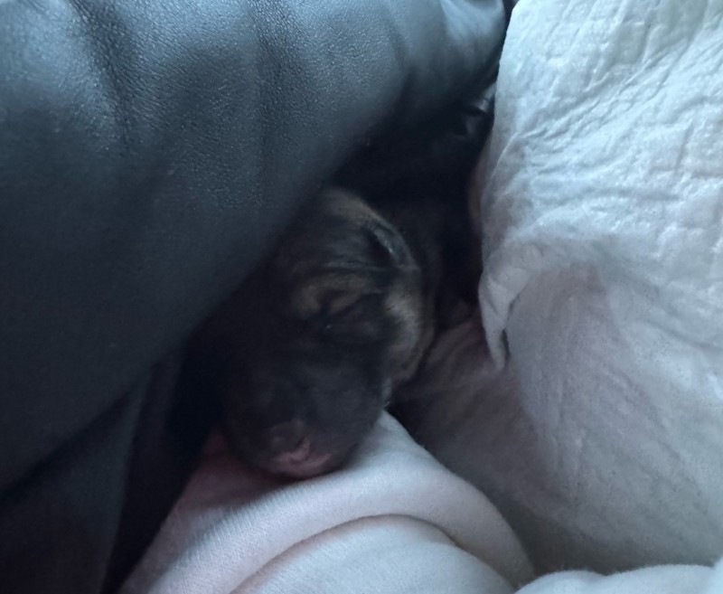 В поселке Краснозатонский под Сыктывкаром неравнодушные прохожие спасли щенков из мусорки