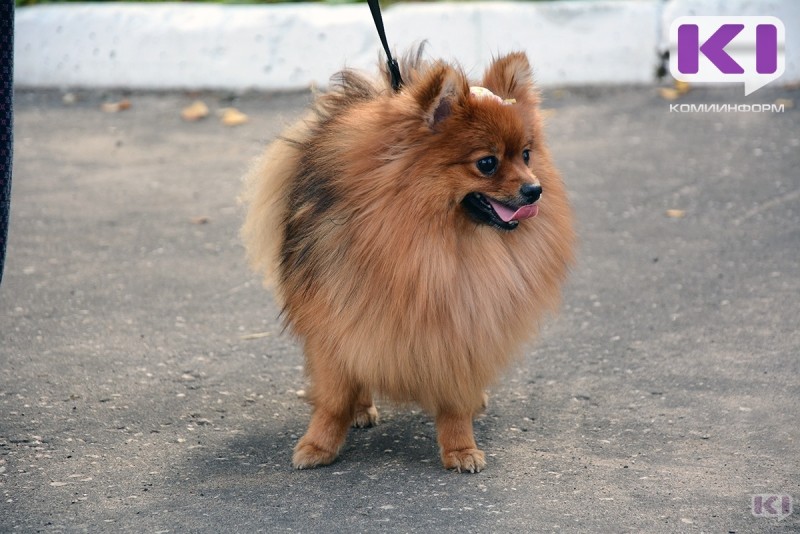 Заказ щенка по интернету обернулся для жительницы Усинска потерей денег