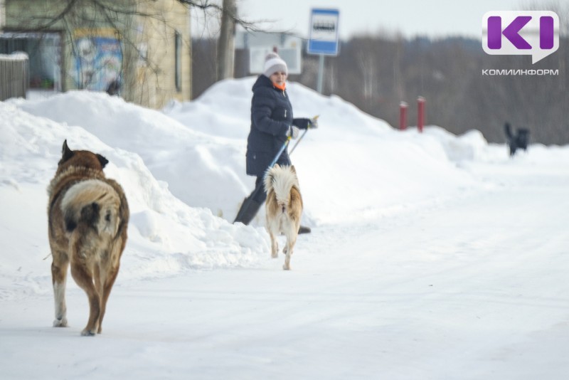 В Княжпогосте пройдет отлов бродячих собак 
