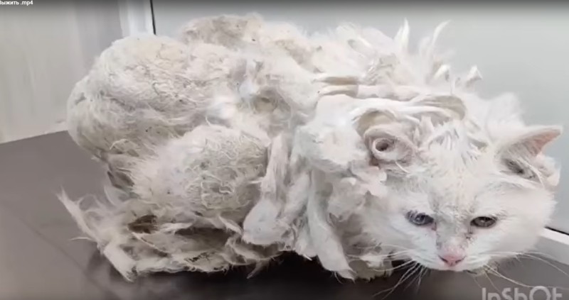 Белоснежная кошка с колтунами, которую спасали ухтинские волонтеры, умерла