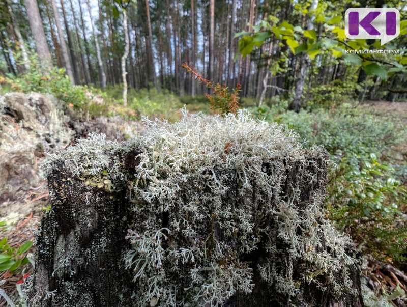 В Коми по итогам 2024 года ухудшения лесопатологического состояния лесов не зафиксировано 