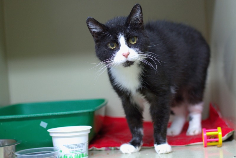 Почти миллион: сыктывкарцы продолжают сбор на новое помещение для травмированных кошек