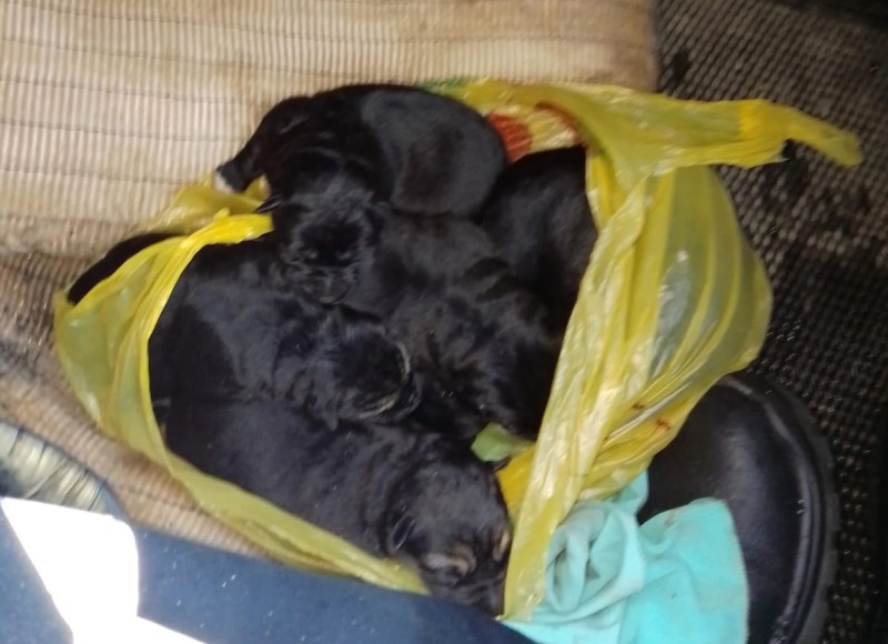 Требуется помощь: в ухтинской Яреге в контейнере с мусором обнаружены новорожденные щенки