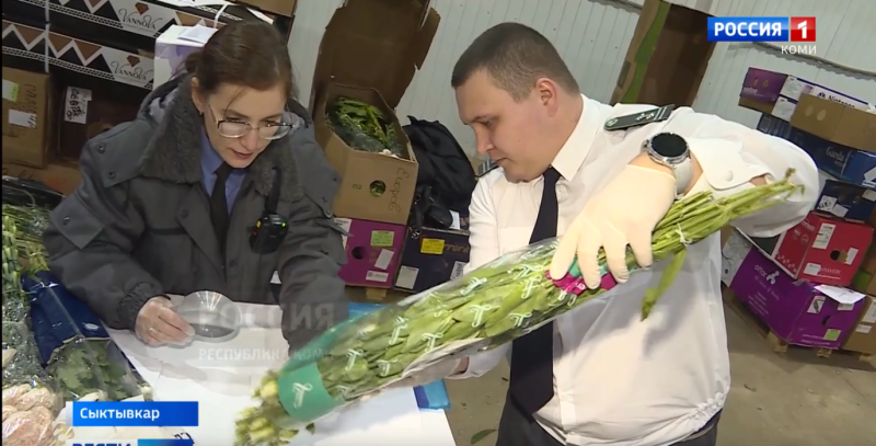 Трипс не проскочит: Россельхознадзор тщательно проверил цветы перед ажиотажным спросом в Сыктывкаре