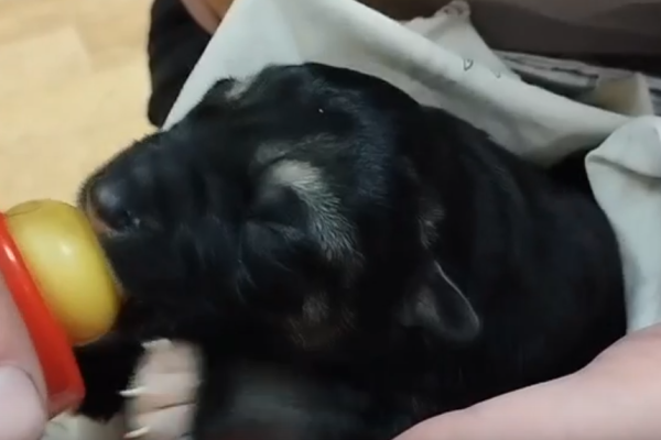 Помогите найти дом: в Яреге ищут передержку для трех новорожденных щенков

