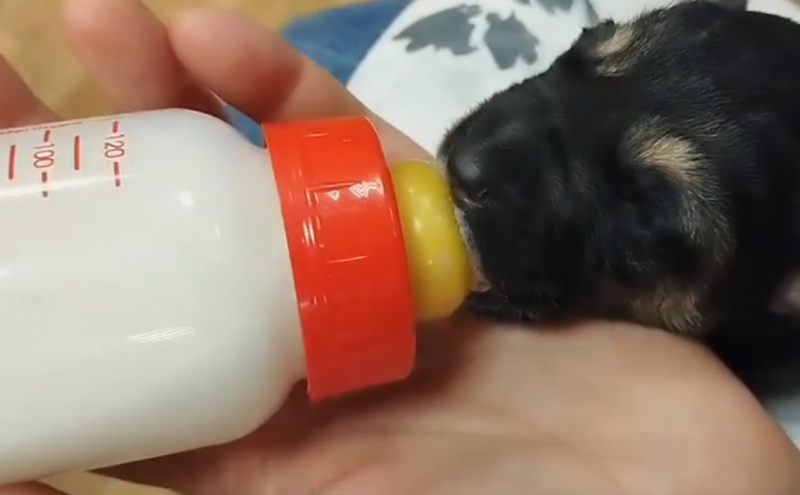 От контейнера до теплых домов: ухтинские волонтеры спасли всех новорожденных щенков
