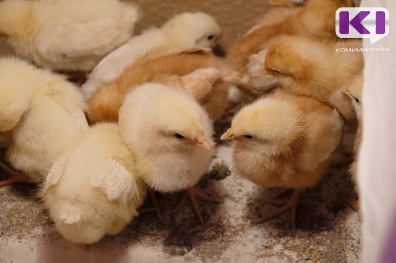 Минсельхоз России рекомендовал птицефабрикам соблюдать режим "закрытого типа" из-за птичьего гриппа 