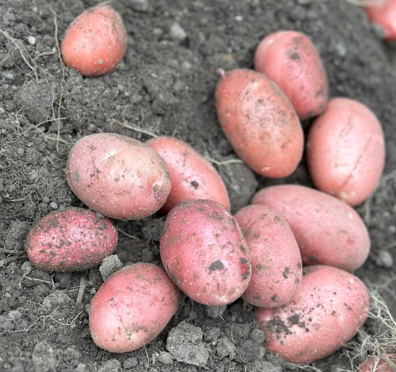 Минсельхоз озвучил итоги работы отрасли растениеводства в Коми за 2024 год