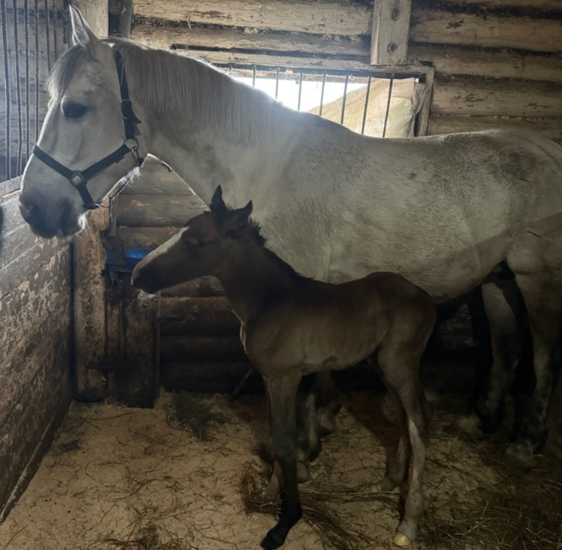 Весенний бэби-бум стартовал: в сыктывкарском конном центре "Аврора" родился первый в этом году жеребенок