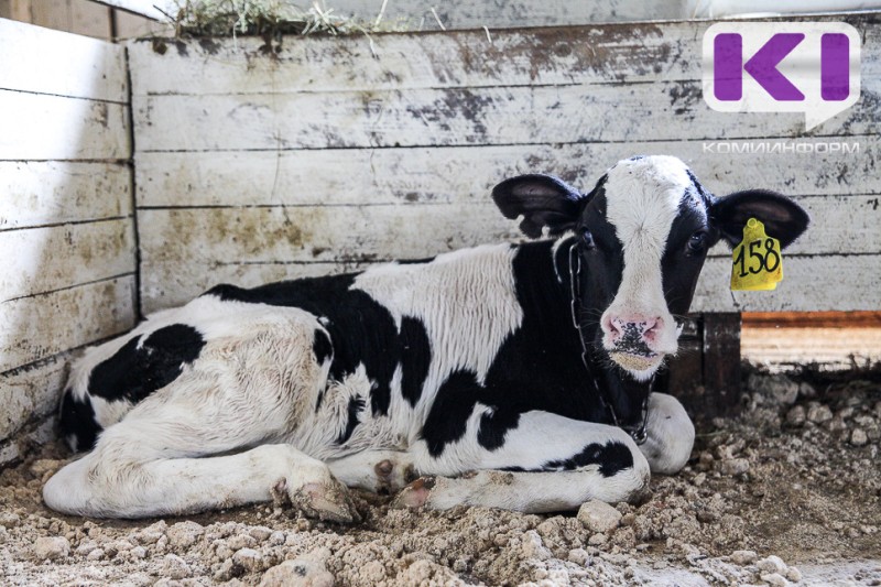 Фермер из Онежья обеспечивает жителей Коми качественной продукцией и развивает переработку