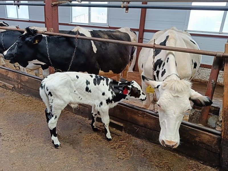 В Коми сохраняется тенденция роста продуктивности животных