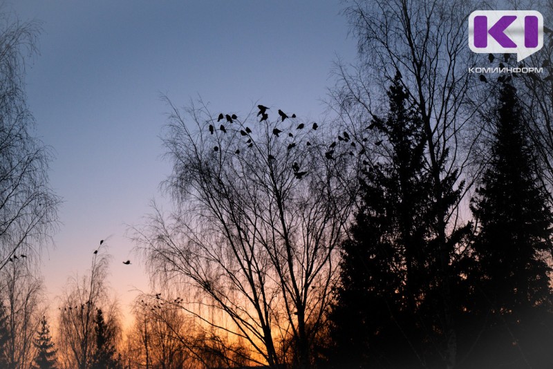 Ранняя весна в Коми разбудила медведей и "пригласила" перелетных птиц