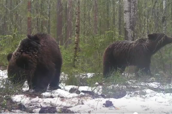 Медвежья семья попала в объектив фотографа в лесах Сыктывдинского района