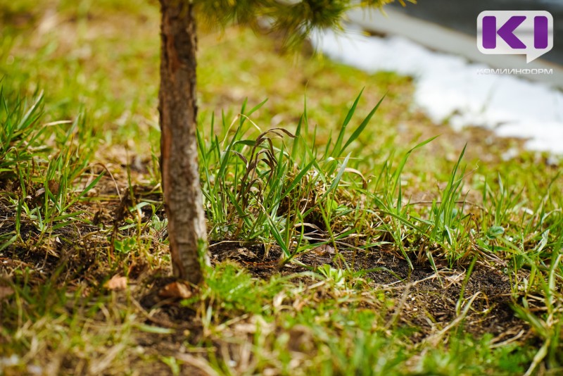 Погода в Коми 2 мая: потеплеет, преимущественно без осадков
