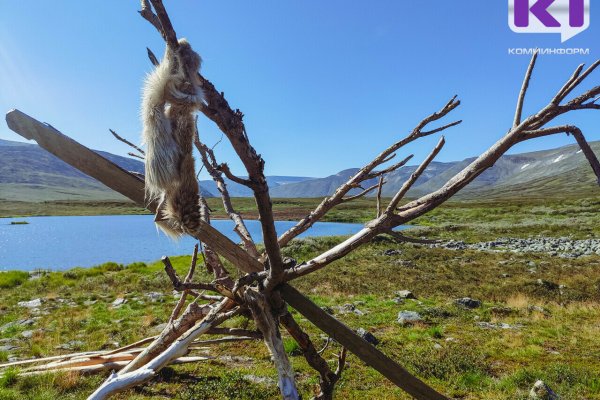Ветслужбы Коми и ЯНАО отработали вспышку ящура 