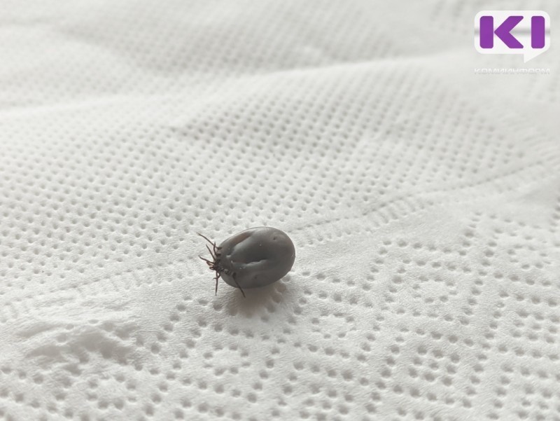 В 11 муниципалитетах Коми выявлен энцефалит и боррелиоз 