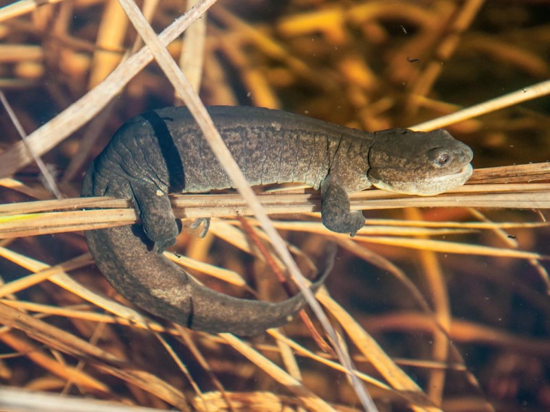 В беличьем парке Сыктывкара раздавили краснокнижную саламандру 