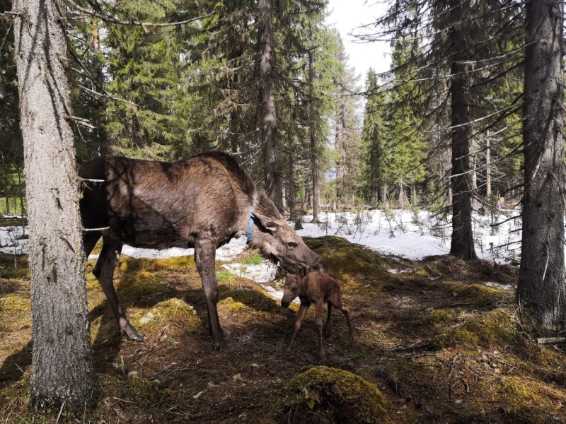 Девятилетняя лосиха Маша родила Марфушу на ферме в Якше 