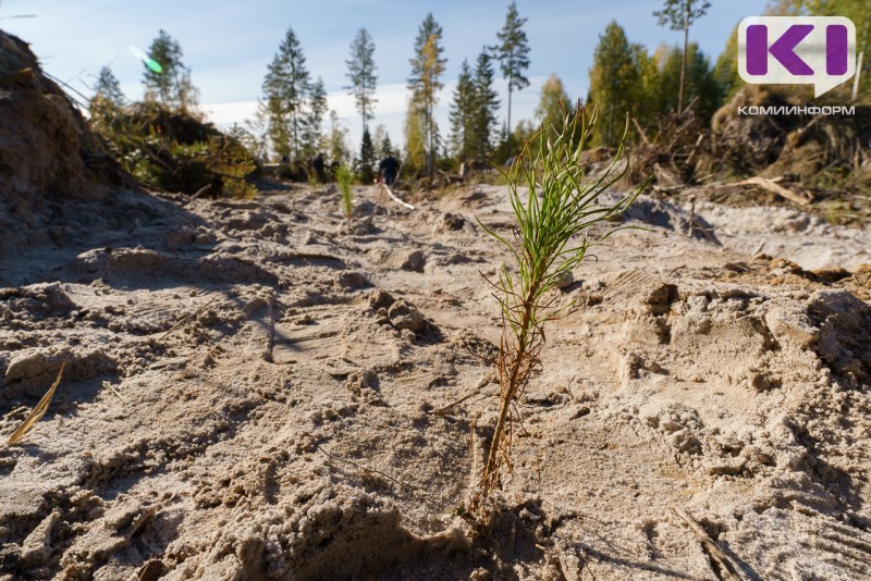 В Коми высадят 450 тысяч молодых деревьев