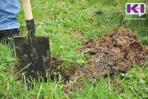 Советы агрономов Коми: как привлечь дождевых червей на грядки