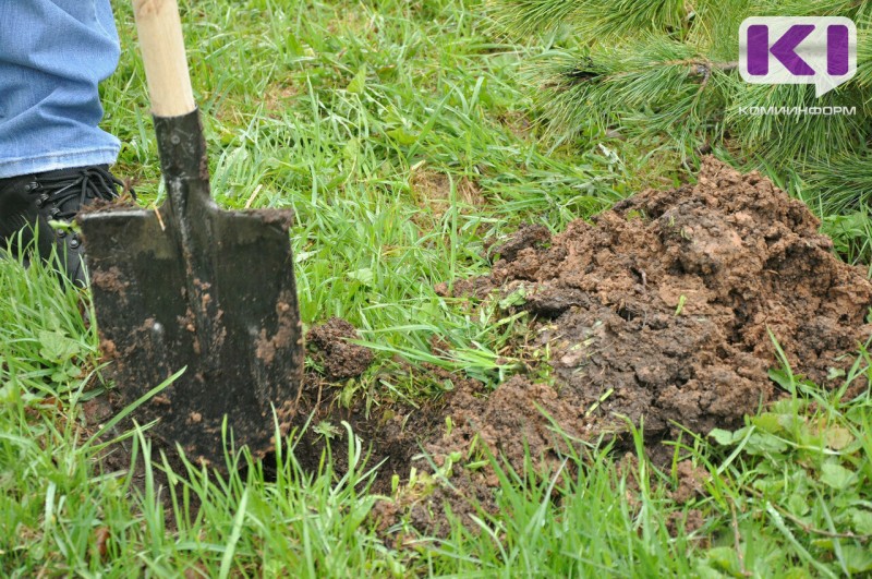 Советы агрономов Коми: как привлечь дождевых червей на грядки