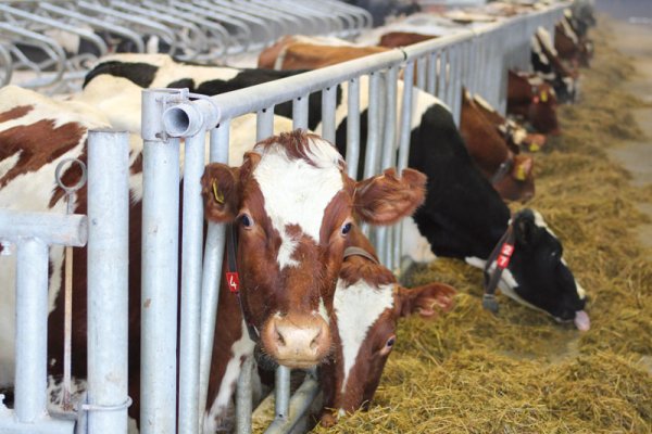 В селе Чухлэм Сысольского района появится новый цех по приготовлению кормов