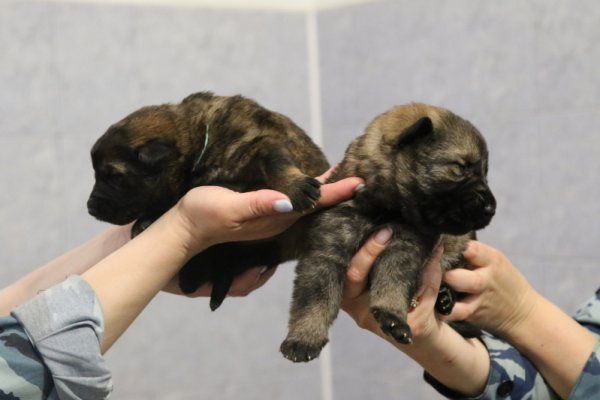 В Центре кинологической службы МВД по Коми пополнение

